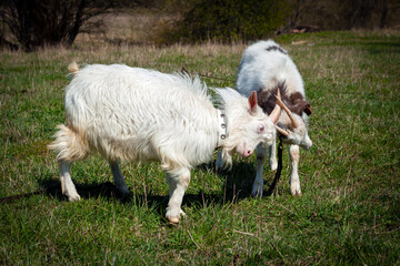Obraz premium The goats are playing in the meadow..