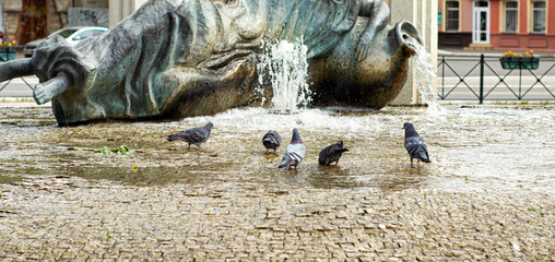 Pigeons bathe in the fountain.