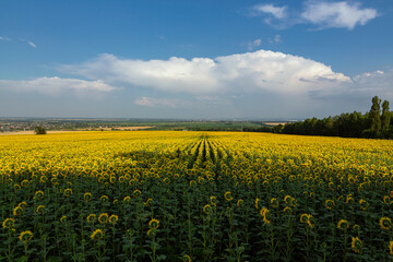 Panorama Landscape Of Sunflower fields And blue Sky clouds