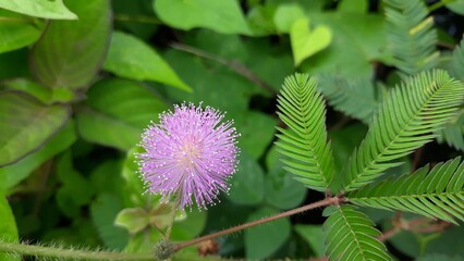 flower of a thistle