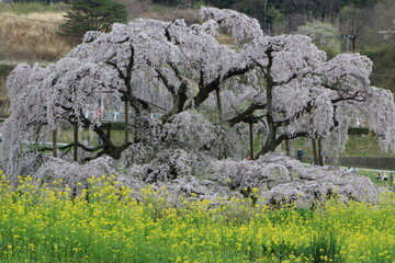 樹齢１０００年の三春滝桜と菜の花