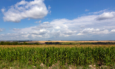 Fototapeta na wymiar Panorama landscape of corn field and blue sky clouds.