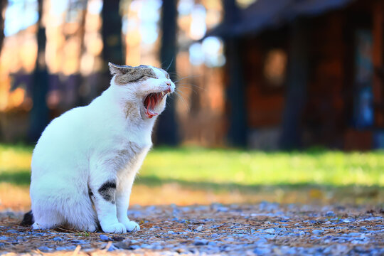 cat yawns portrait, veterinary, cat teeth