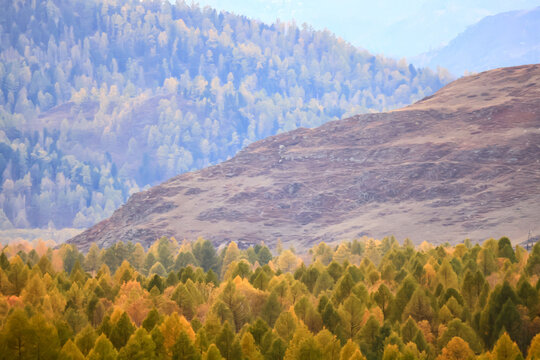 scenery yellow larch beautiful autumn forest, ecology climate change