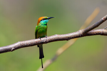 The blue-cheeked bee-eater (Merops persicus) is a near passerine bird in the bee-eater family,...