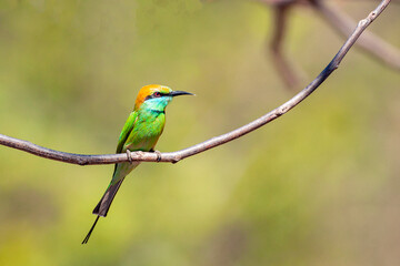 The blue-cheeked bee-eater (Merops persicus) is a near passerine bird in the bee-eater family, Meropidae