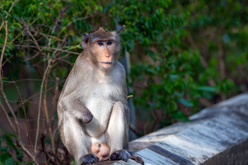 Macaque close-up in its natural habitat. Monkeys from Southeast Asia. Filmed in Cambodia