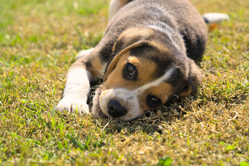 Two months old beagle puppy playing in the park
