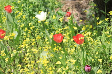 red and yellow tulips
