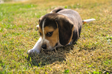 Two months old beagle puppy playing in the park