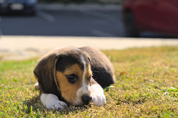 Two months old beagle puppy playing in the park
