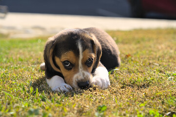 Two months old beagle puppy playing in the park