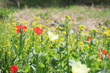 field of poppies