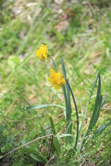 yellow flower in the grass