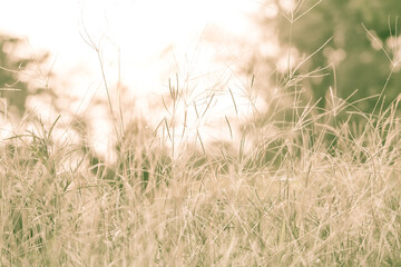 Vintage soft light tone with motion of Grass breeze in the sunset.