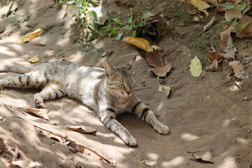 A cat sitting in the garden under the shade of trees , Rajasthan India