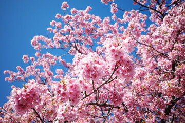 河津桜と青空_1