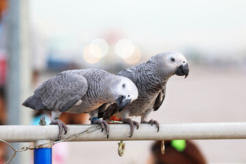 Cute of African gray parrot perched on a branch
