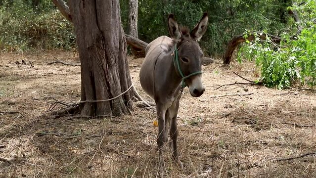 Burro de pie atado al &aacute;rbol en la granja