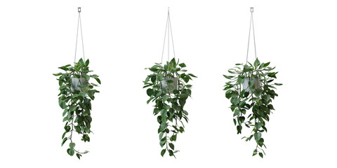 Heart Leaf Philodendron in a plant pot isolated on transparent background, minimal and scandinavian style,Realistic 3D render