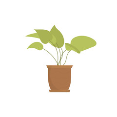 Indoor plant.   Flat style.