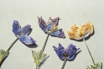 Pressed dried wild flowers pattern. Herbarium, scrapbooking or floristry collection.