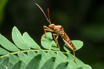 Macro photography of assassin bug on green leaf