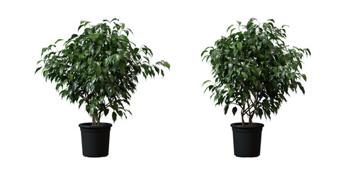 Oleander tree in a plant pot isolated on transparent background, minimal and scandinavian style, Realistic 3D render