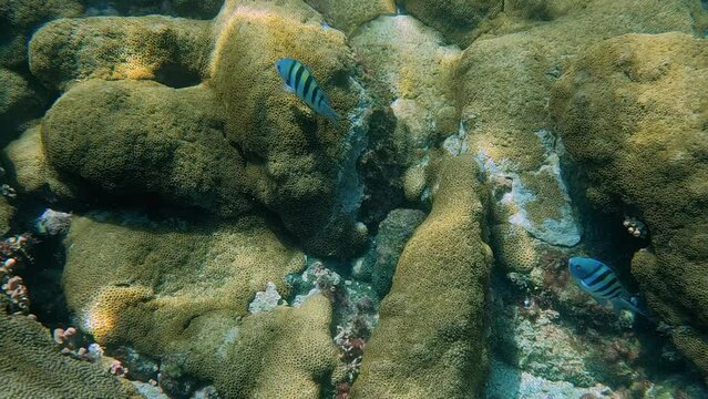 Single Scissortail Sergeant fish swimming on bottom of ocean floor