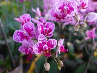 colorful orchids in the garden