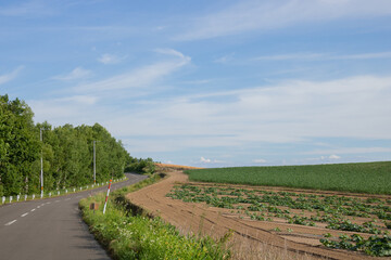 Fototapeta na wymiar 夏の晴れた日の畑を通る道 