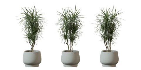 Dragon Tree in a plant pot isolated on transparent background, minimal and scandinavian style,Realistic 3D render