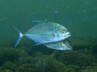 Fototapeta premium ナンヨウカイワリ