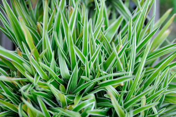 Chlorophytum comosum Variegatum , Variegatum or Asparagaceae, Chlorophytum bichetii