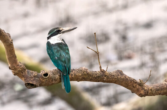 Collared Kingfisher