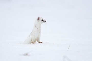 Hermelin (Mustela erminea) im Winterfell