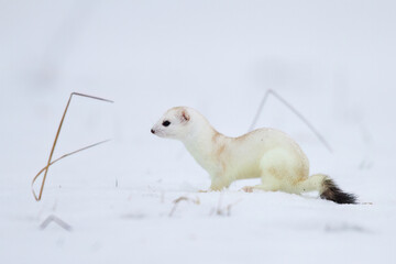 Hermelin (Mustela erminea) im Winterfell