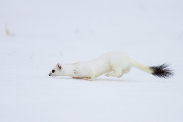 Hermelin (Mustela erminea) im Winterfell