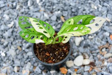 Monstera adansonii albo  variegated giant in the pot       