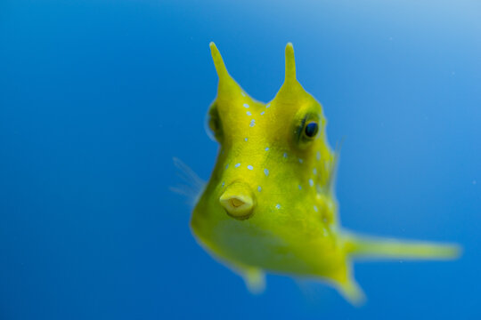 ハコフグ の画像 3 174 件の Stock 写真 ベクターおよびビデオ Adobe Stock