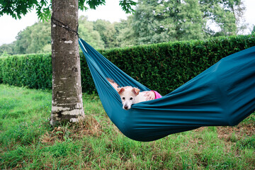 Adult woman relaxing with her long haired Russel dog lying on a green hammock in the summer farm surrounded by nature and trees. Hobbies, rest and vacation concept.