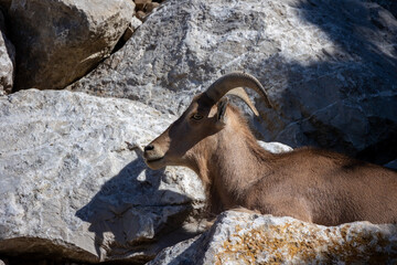 mouflon à manchettes couché sur des rochers