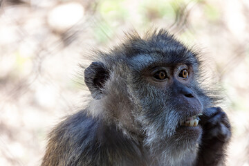 portrait d'un macaque en gros plan