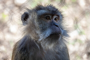portrait d'un macaque en gros plan