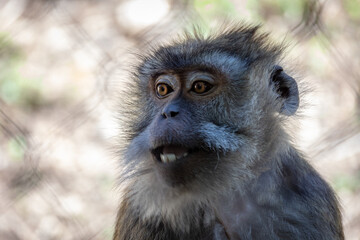 portrait d'un macaque en gros plan