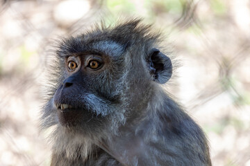 portrait d'un macaque en gros plan