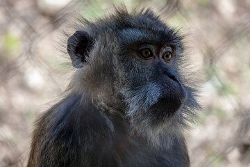 portrait d'un macaque en gros plan