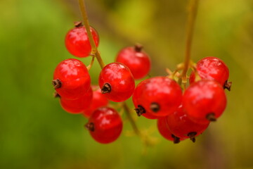 red currant branch fresh ripe berries on a green background in garden