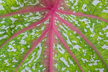 Foto op Canvas caladium bicolor is regarded as the "Queen of the Leafy Plants". variety of colors. © Rotjana
