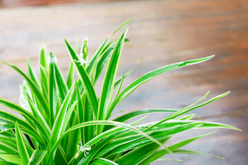 Fototapeta premium Sword-like ornamental leaves of a potted chlorophytum laxum plant with green and white variegated margins in a close up side view .On a blurry background,copy space.